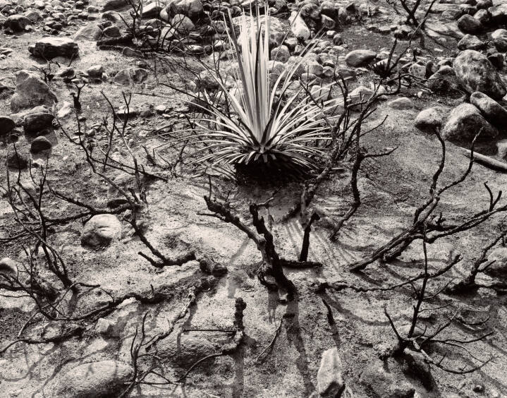 Rock and Plants, Desert, Death Valley