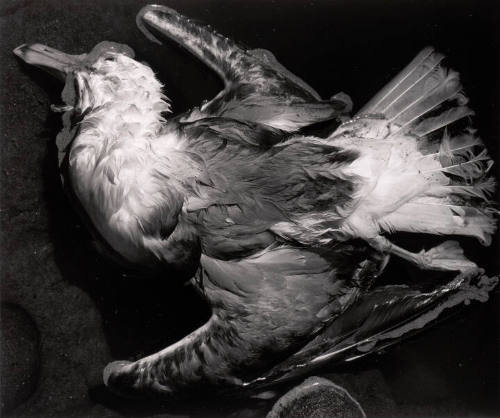 Dead Bird