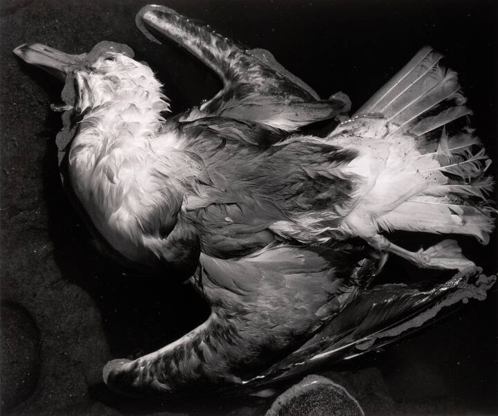 Dead Bird