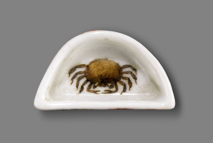 Cricket Feeding Dish