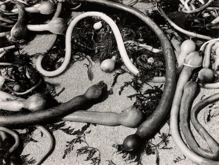 Kelp