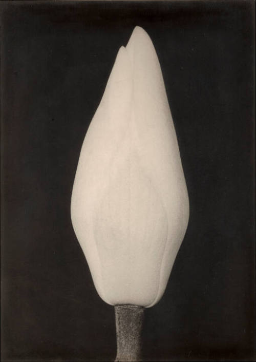 Magnolia Bud