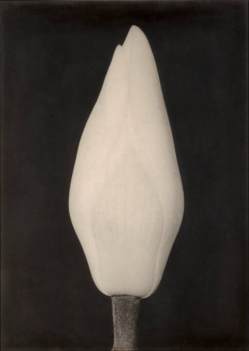 Magnolia Bud