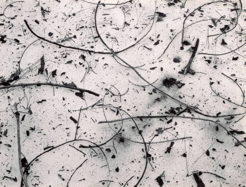 Twigs in Snow, Yosemite