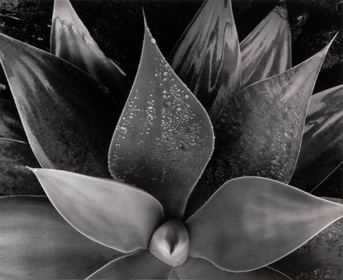 Botanical