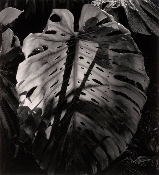 Botanical