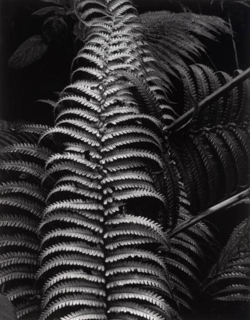 Botanical