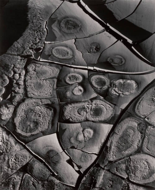 Mud Cracks