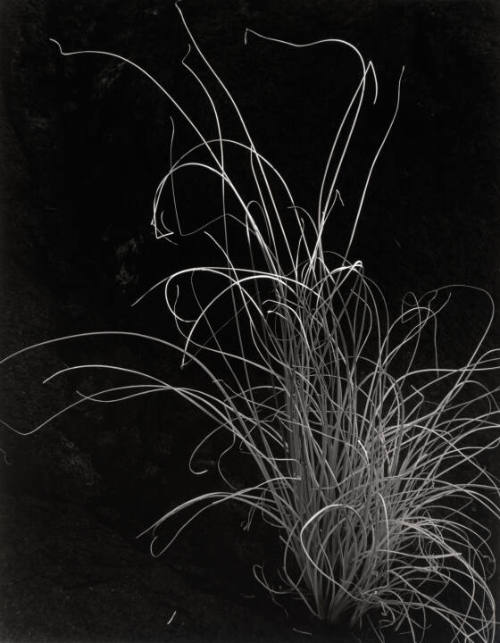 Plants