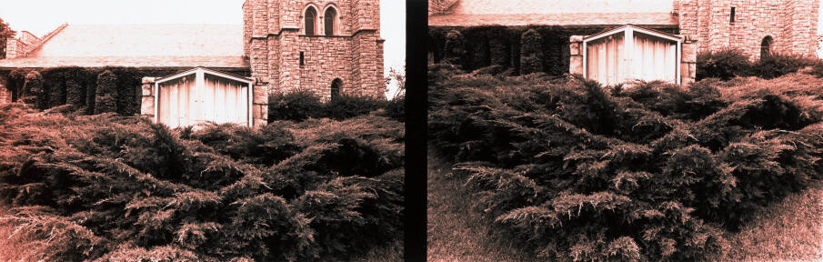 K.C. Shrub