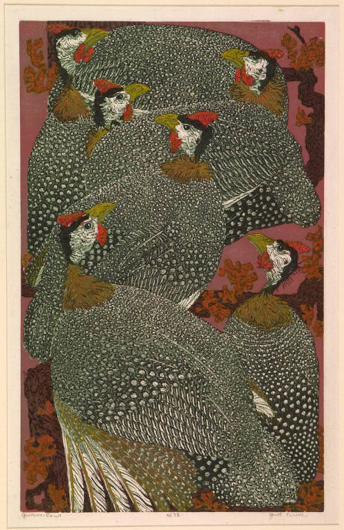 Guinea Fowl