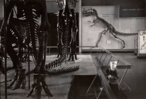 Untitled (Boy and Dinosaurs)