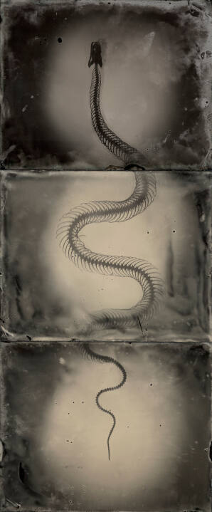 Nerodia Fasciata (Southern Water Snake)
