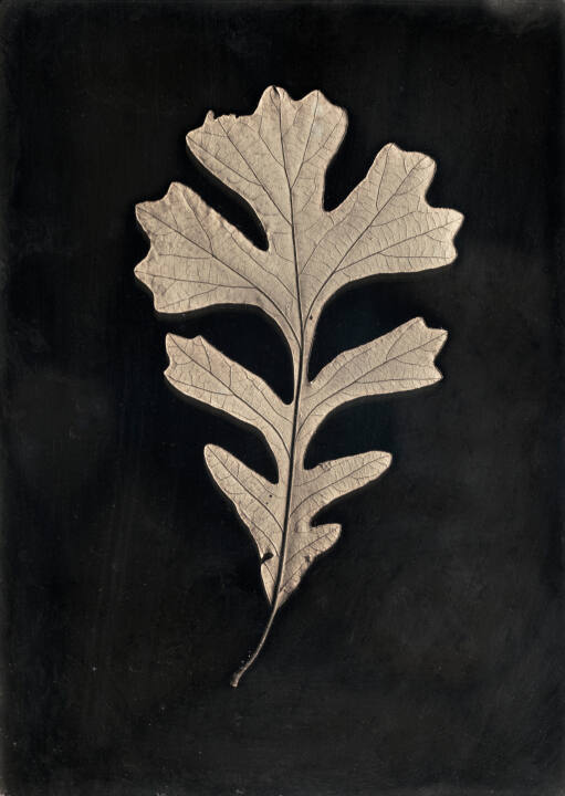 Single Oak Leaf