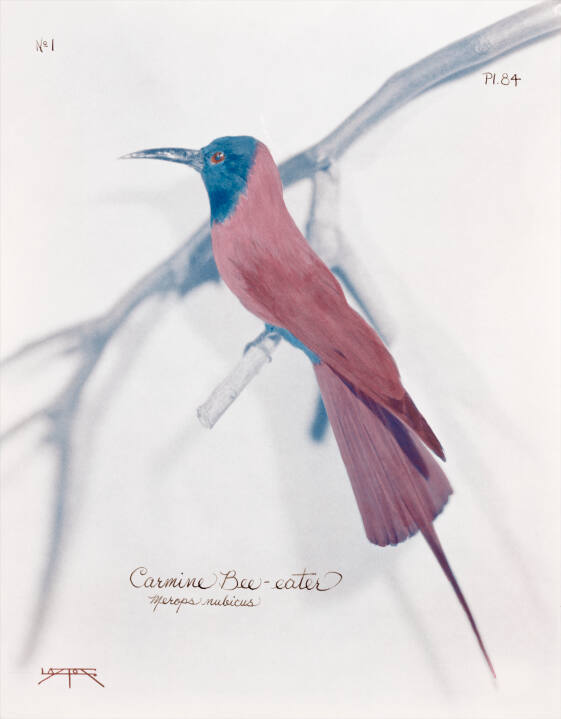 Carmine Bee-Eater