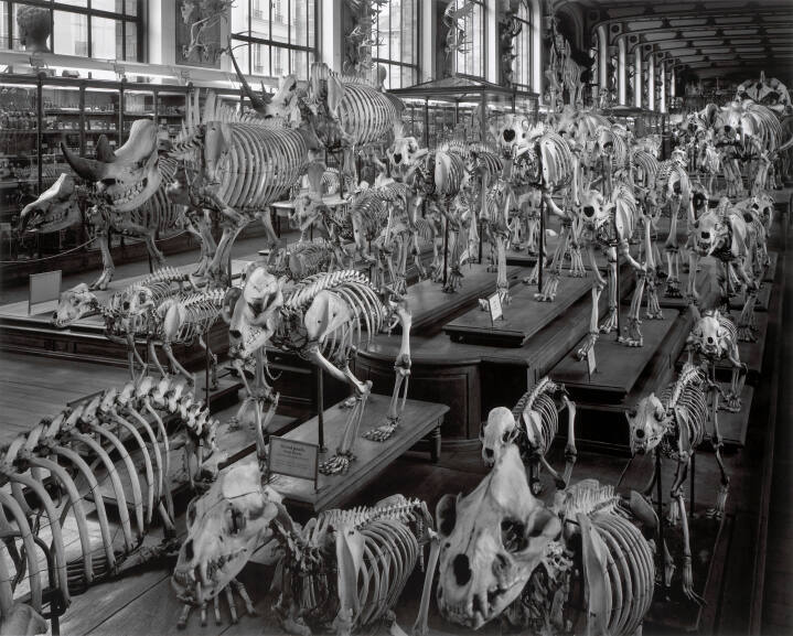 Hordes, la Galerie d'Anatomie Comparée, Musée d'Histoire Naturelle, Paris