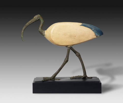 Ibis