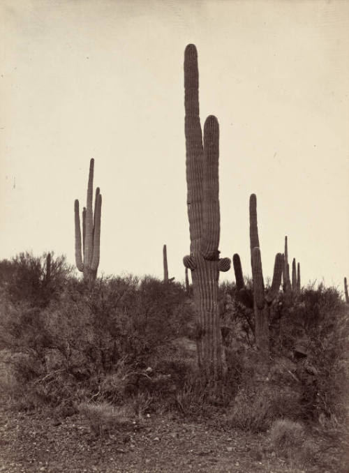 Cereus Giganteus, AZ
