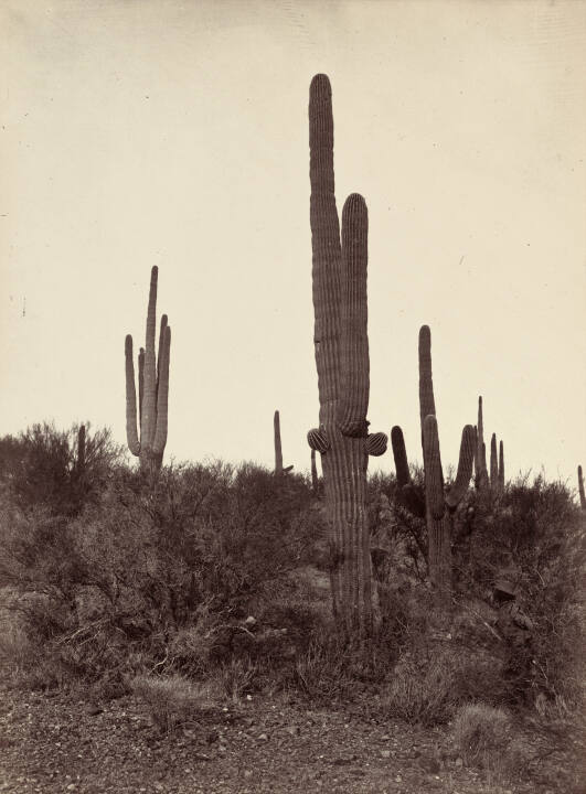 Cereus Giganteus, AZ