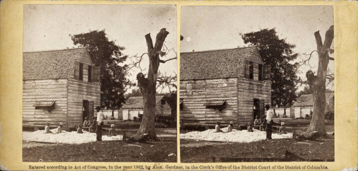 Preparing Cotton for the Gin