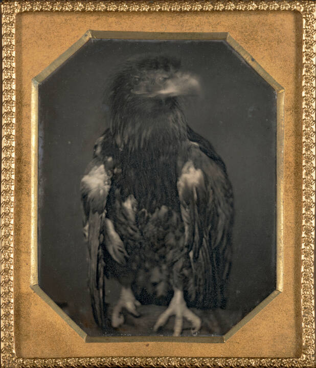Untitled (eagle facing left)