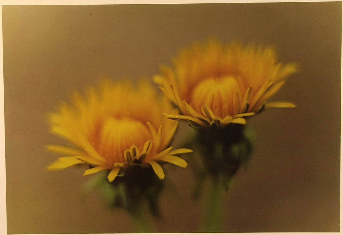 Dandelions