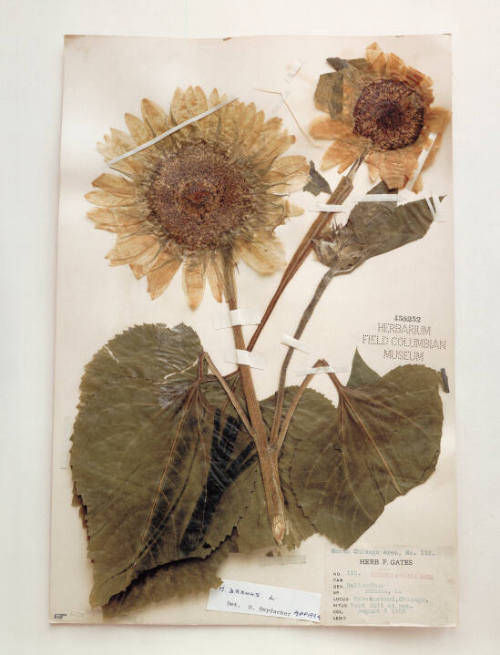 Field Museum, helianthus, Ravenswood, Chicago, Illinois, 1905