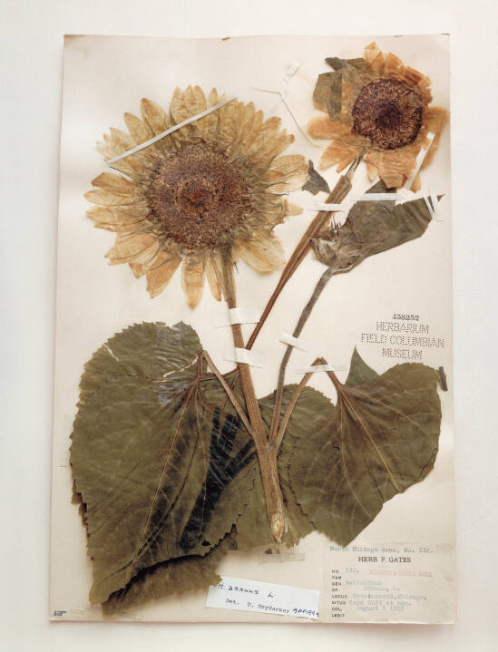 Field Museum, helianthus, Ravenswood, Chicago, Illinois, 1905