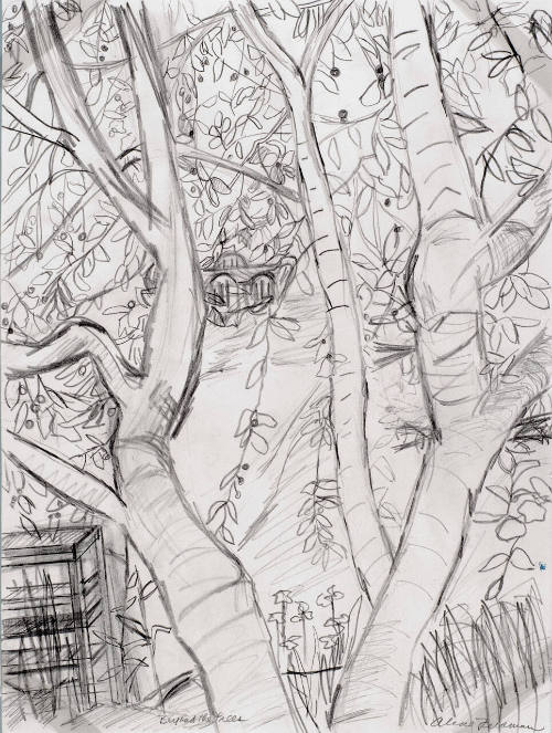 Beyond the Trees