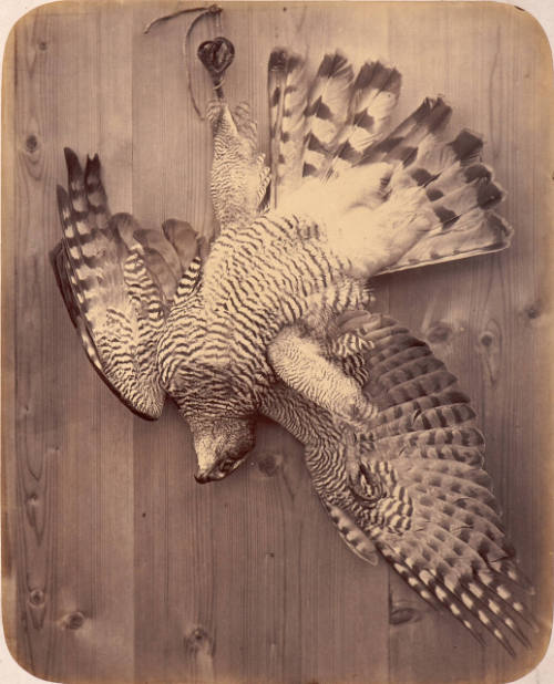 Goshawk (Accipiter Gentilis)