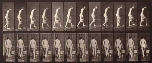 Animal Locomotion. Plate 84