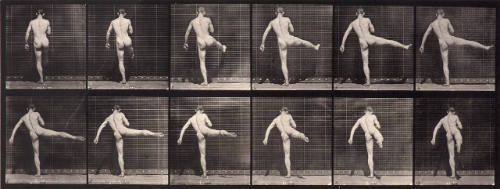 Animal Locomotion. Plate 369