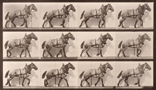 Animal Locomotion. Plate 567