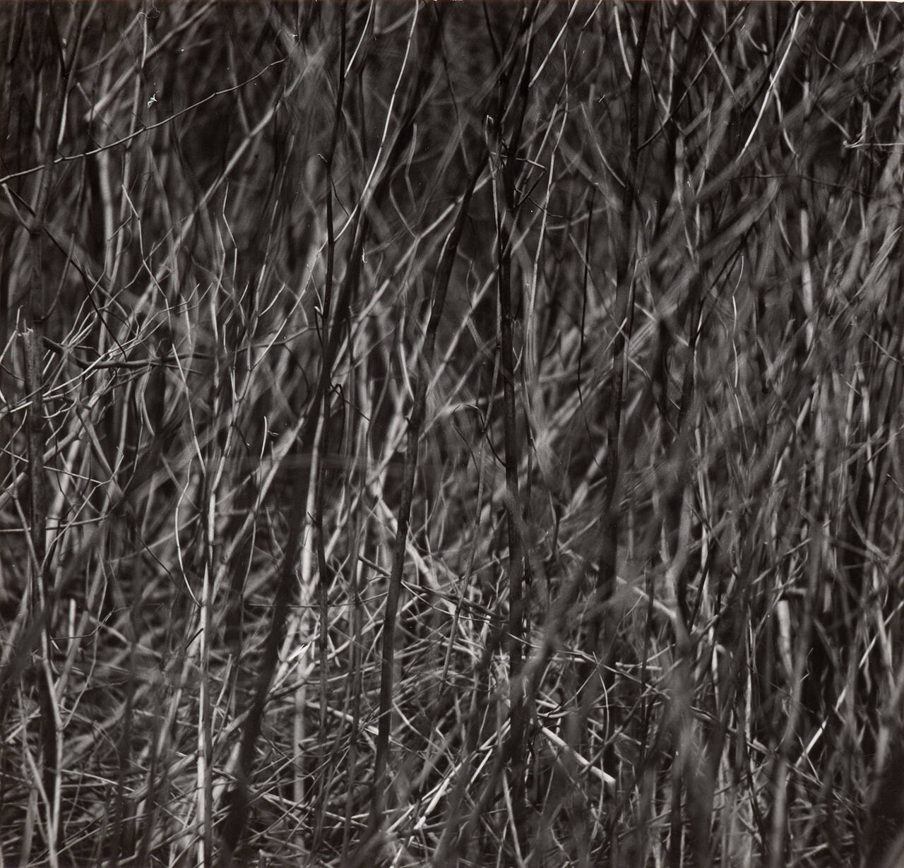 [Grass]