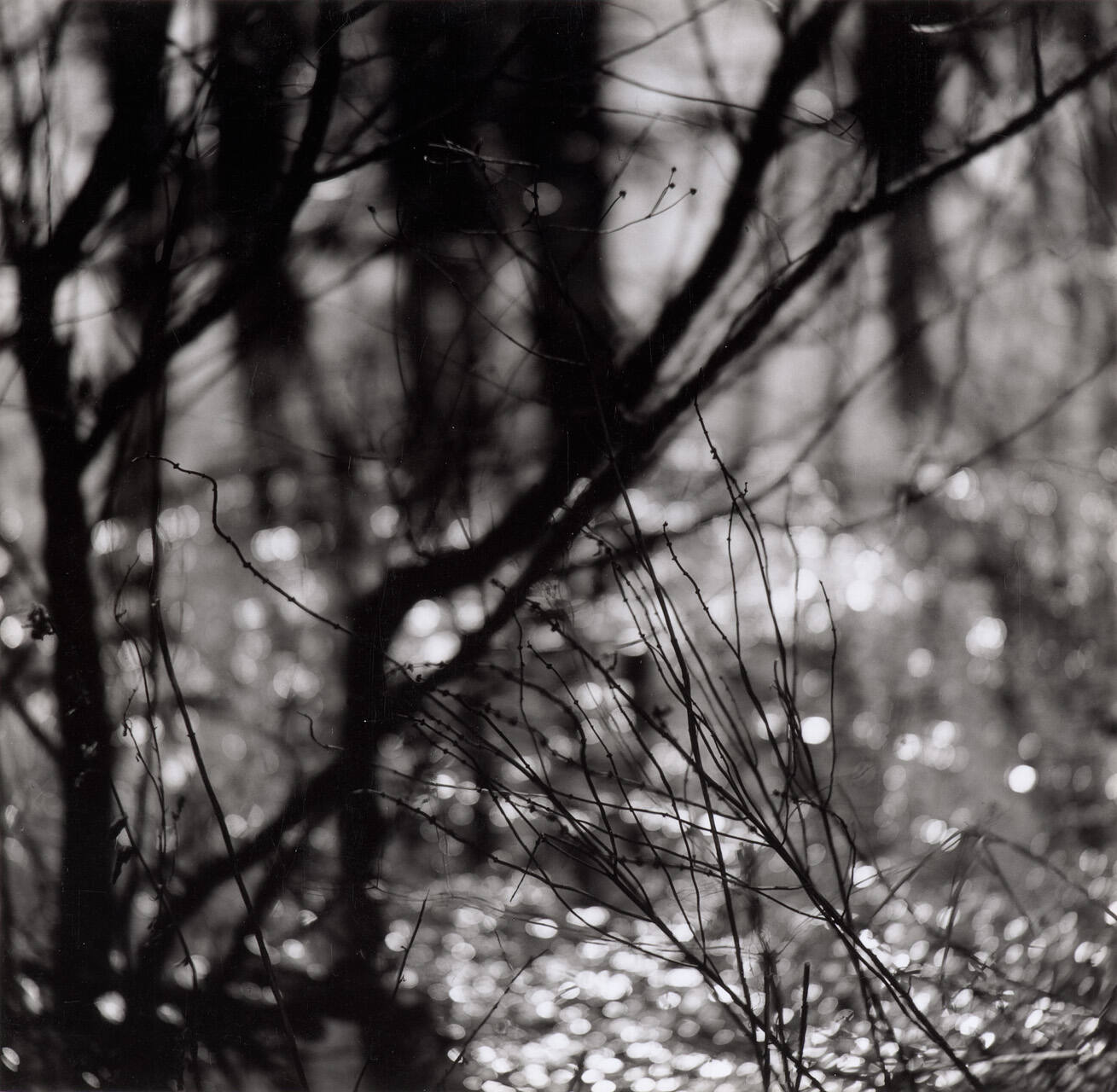[Forest]