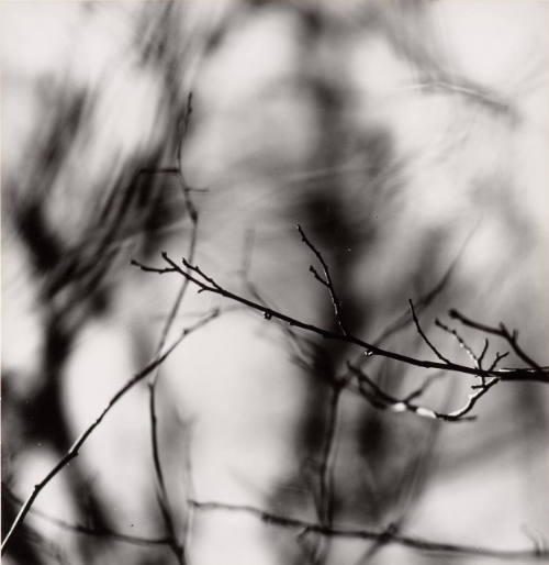 [Zen Twigs]