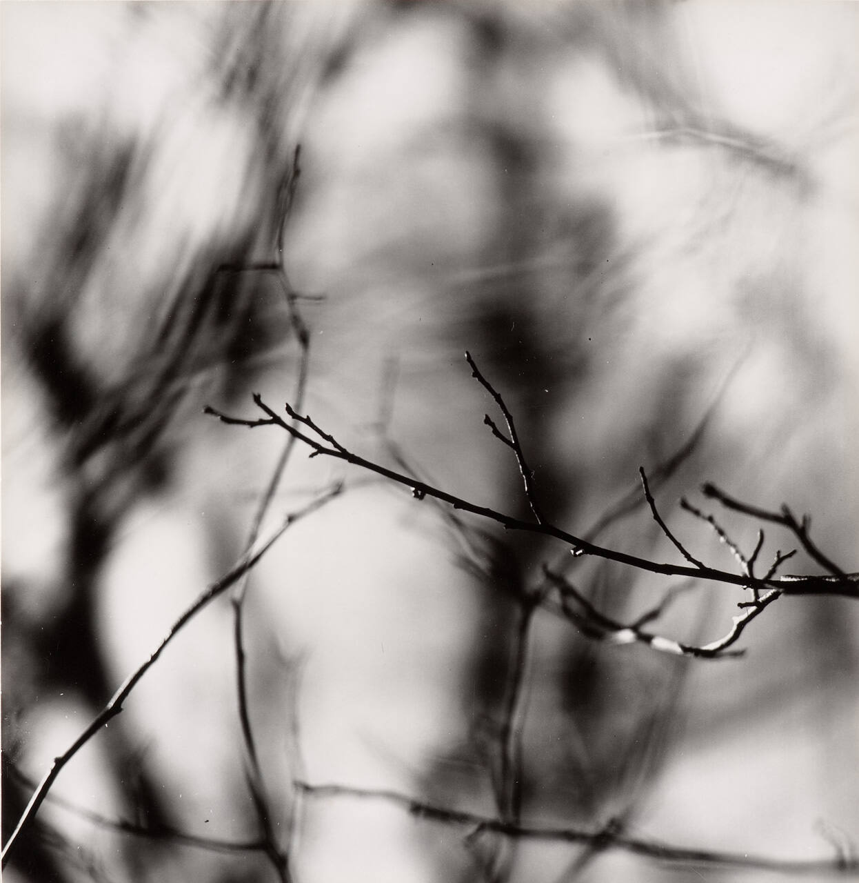 [Zen Twigs]