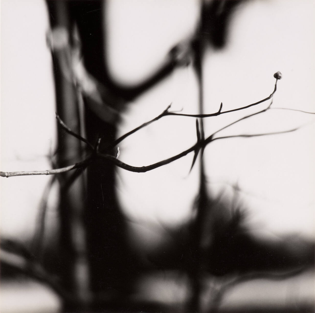 [Zen Twigs]
