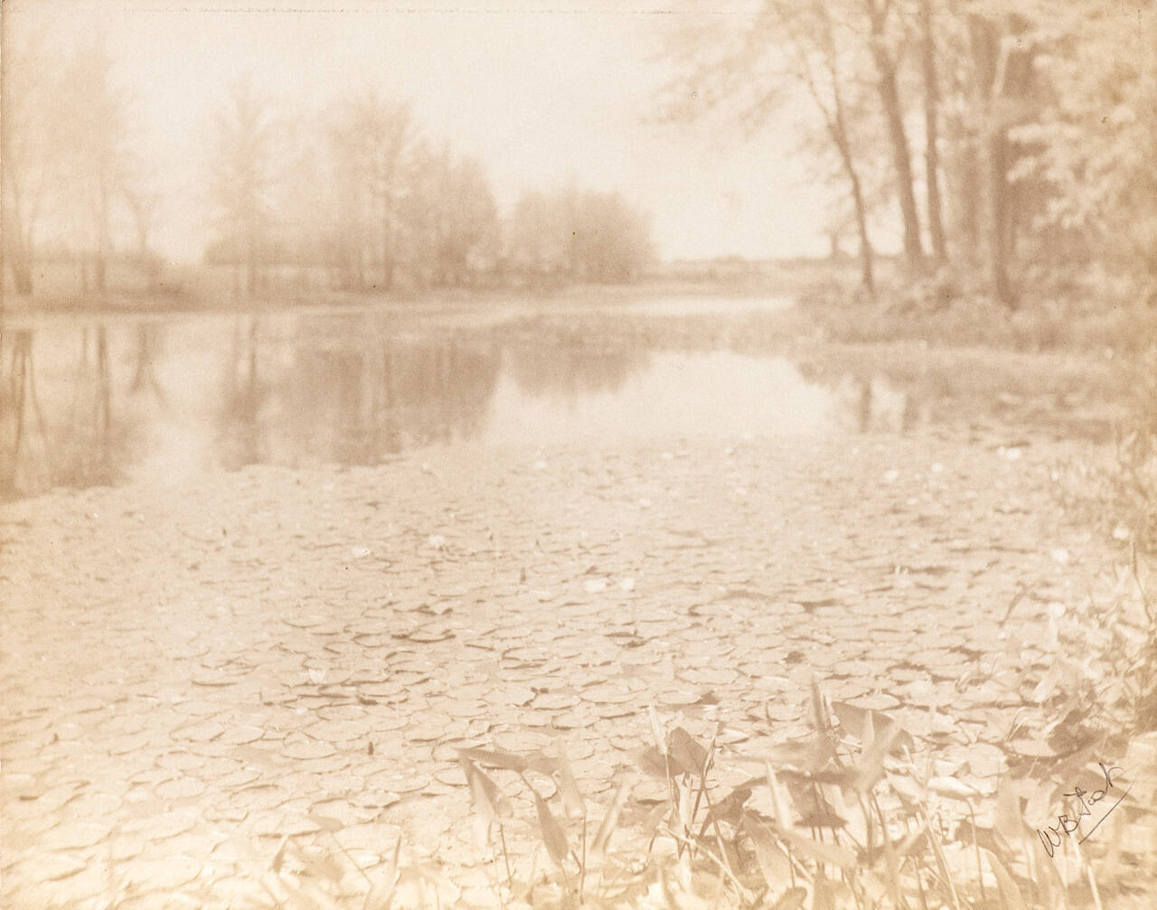Untitled (lily pads in pond)