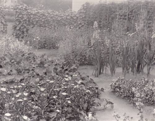 Untitled (garden with trellises in background)