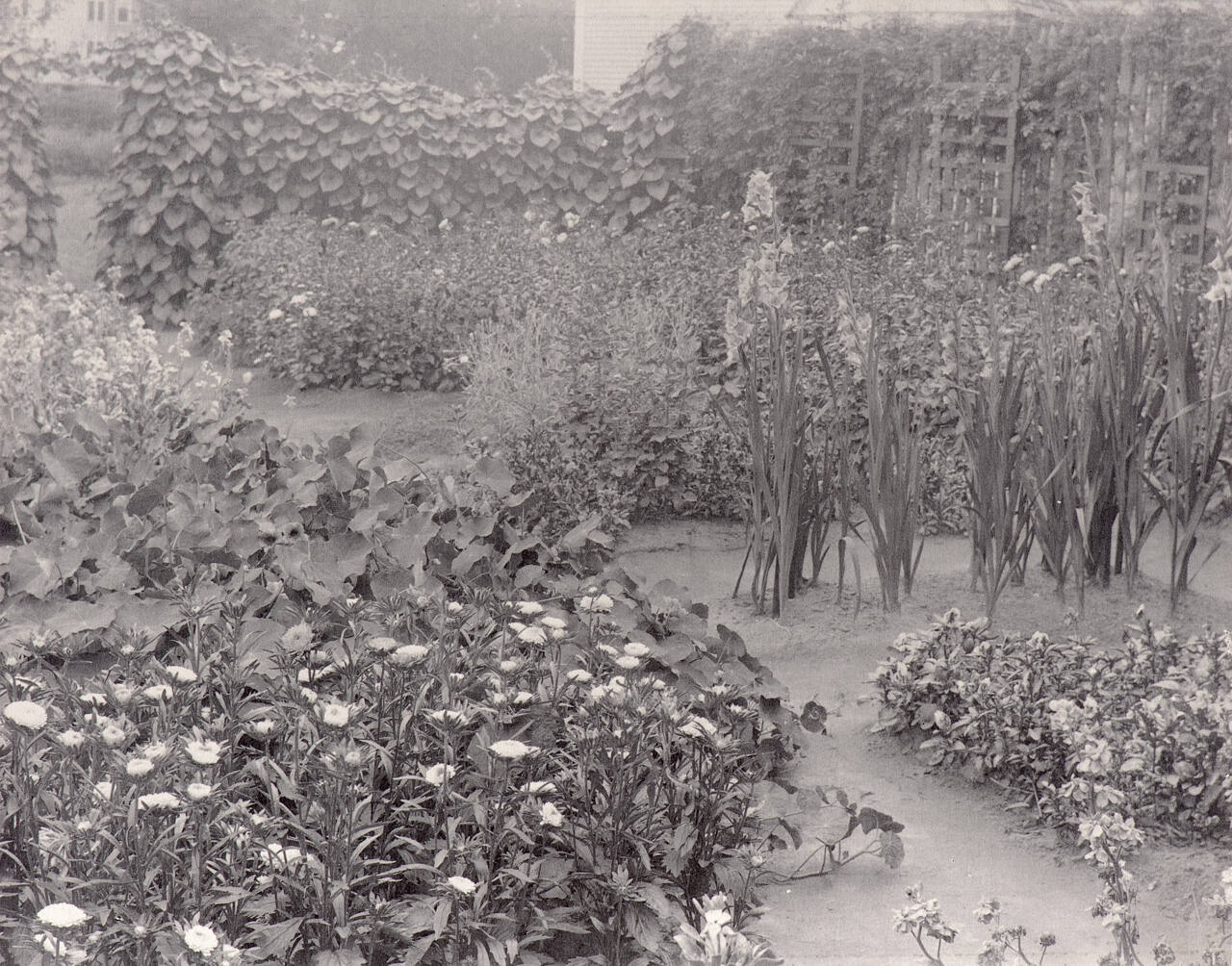 Untitled (garden with trellises in background)