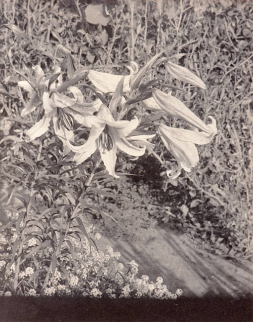 Untitled (trumpet flowers)
