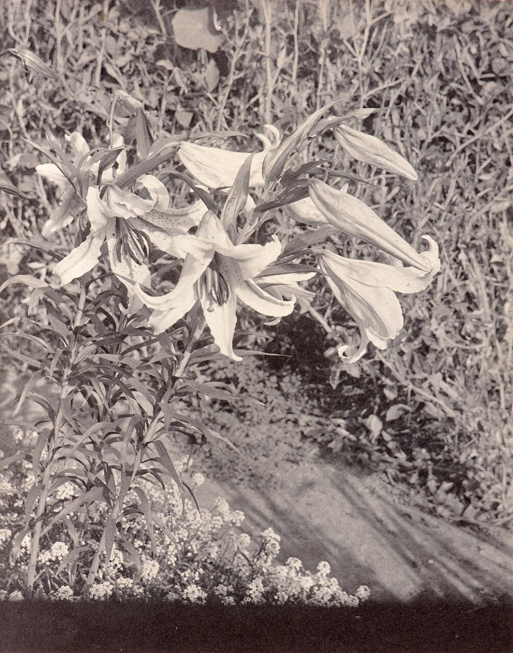 Untitled (trumpet flowers)
