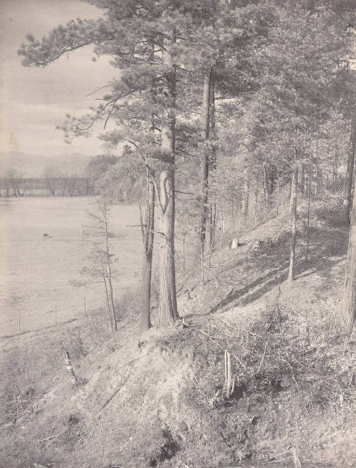 Untitled (open field with stands of trees on right)