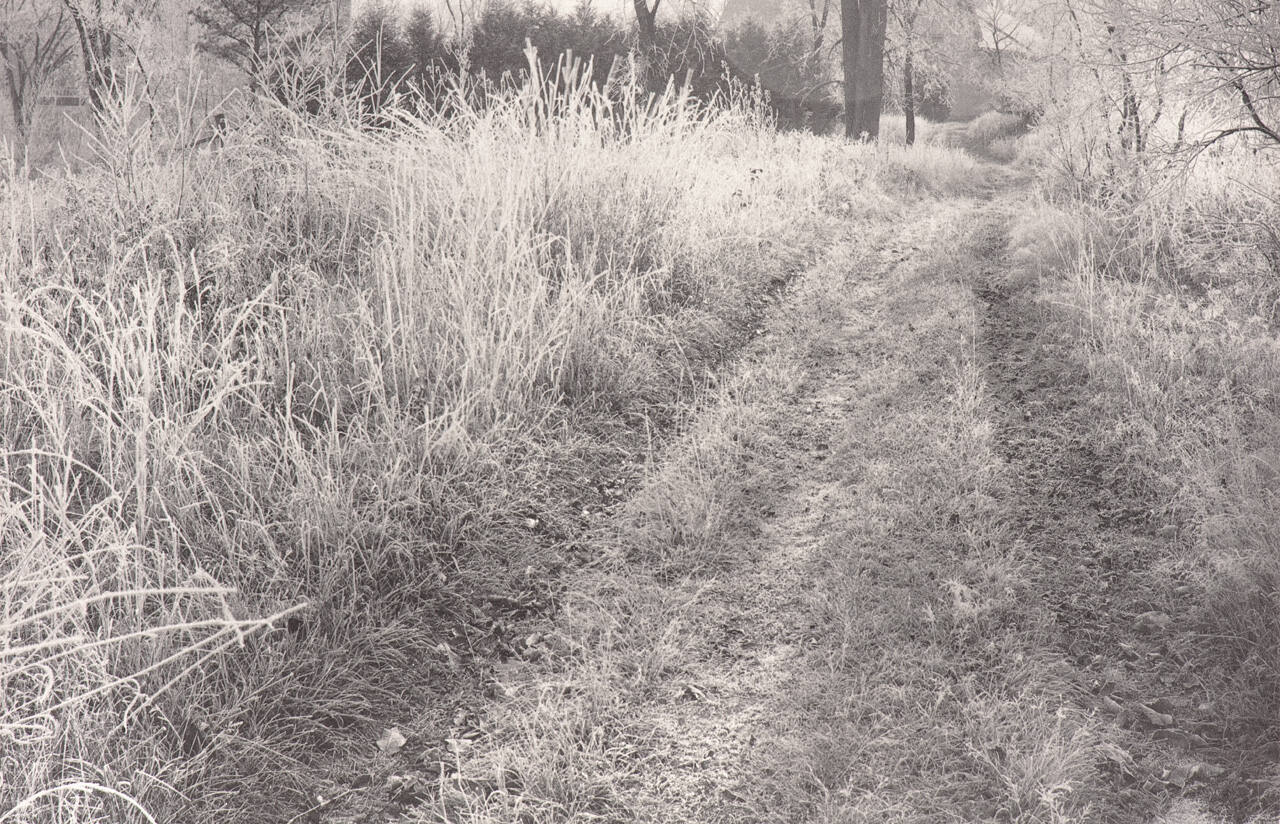 Untitled (field of tall grasses)