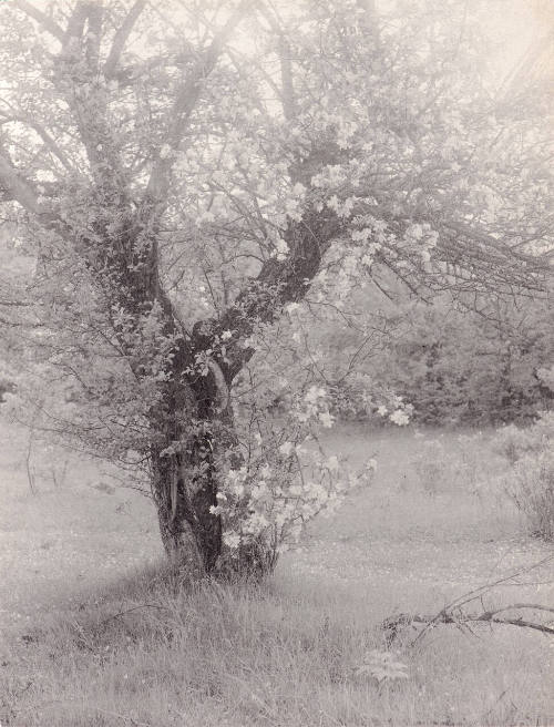 Untitled (flowering tree)