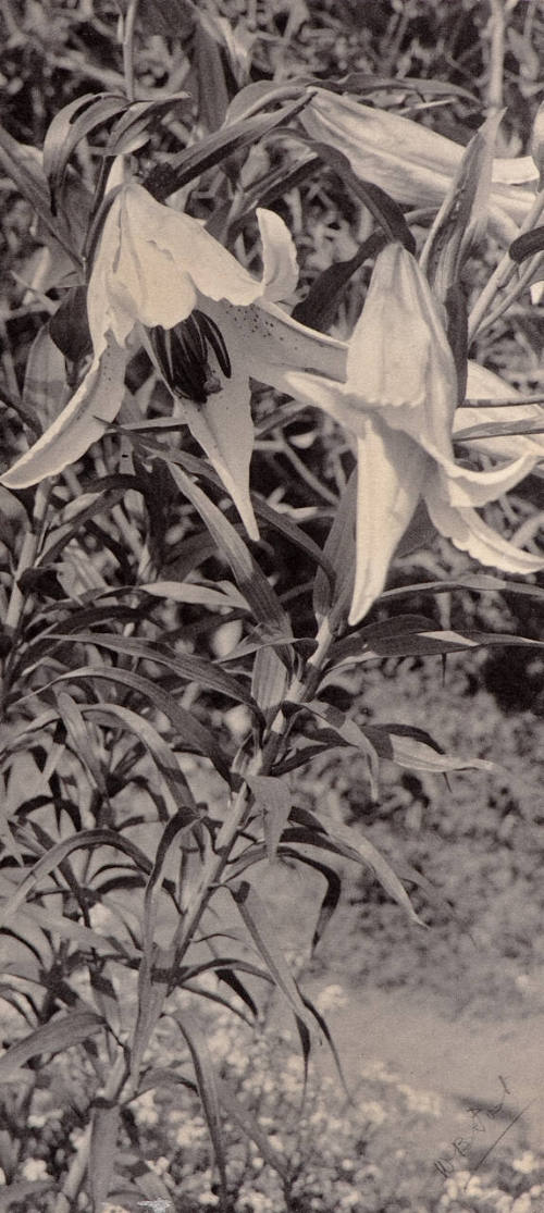 Untitled (trumpet flowers)