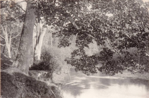 Untitled (pond and trees)
