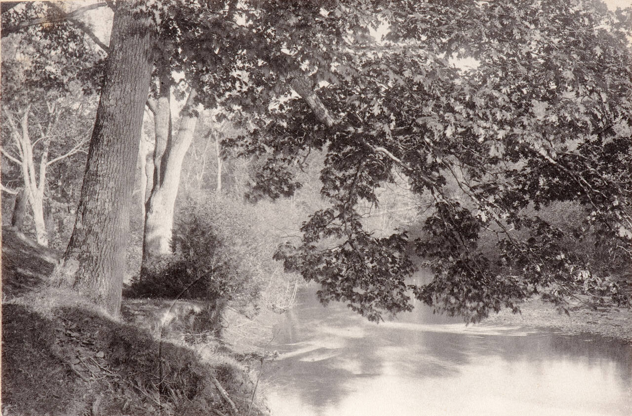 Untitled (pond and trees)