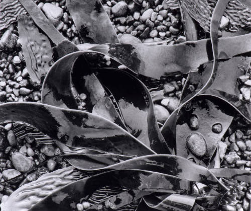 Kelp and Pebbles, Oregon